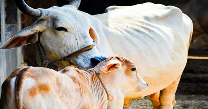 Cow